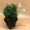 neofinetia falcata Seiryu jishi  青竜獅子 